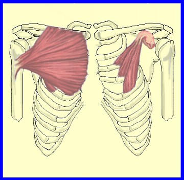 Pectorals