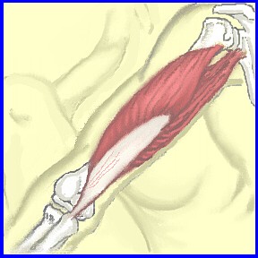 Triceps