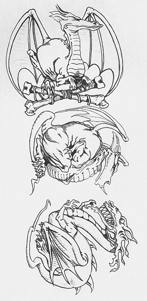 Set of 3 Dragon sketches